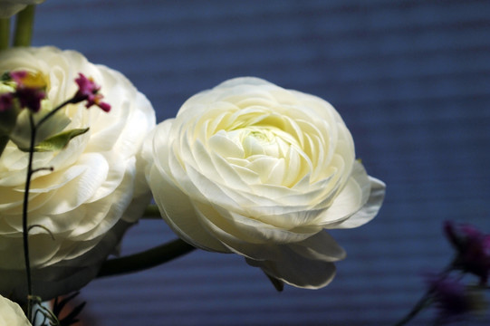 白色花卉 花毛茛