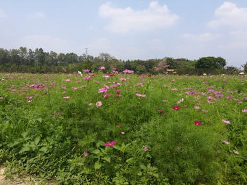 格桑花