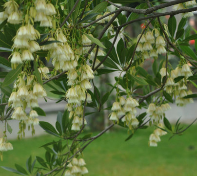 花  树枝