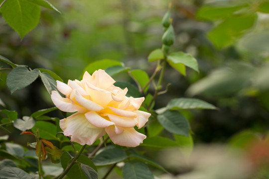 黄色月季花