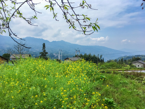 高山油菜花