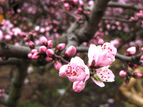 春天桃花高清摄影图片素材