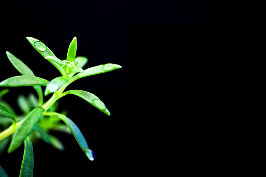 绿色植物盆栽特写