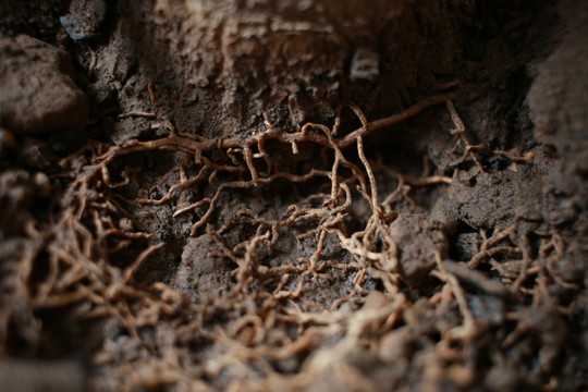 植物根系