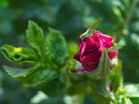 玫瑰花蕾