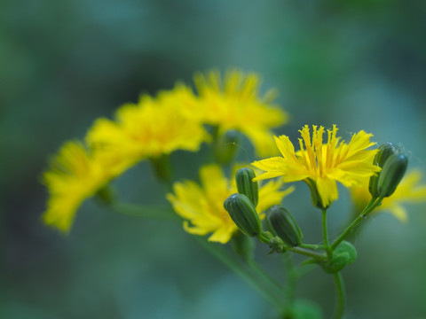 苦菜花