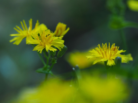 苦菜花