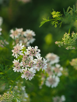 香菜花