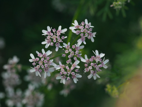 香菜花