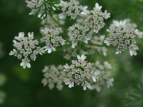 香菜花