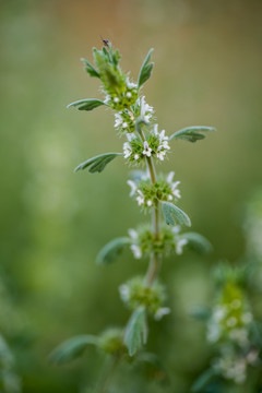 夏至草