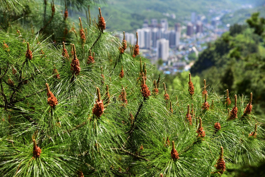 松树