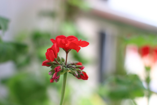 红色的花朵