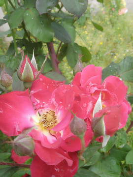玫瑰花 月季花