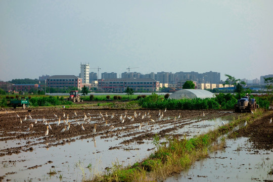 农田耕地 牛背鹭 白鹭