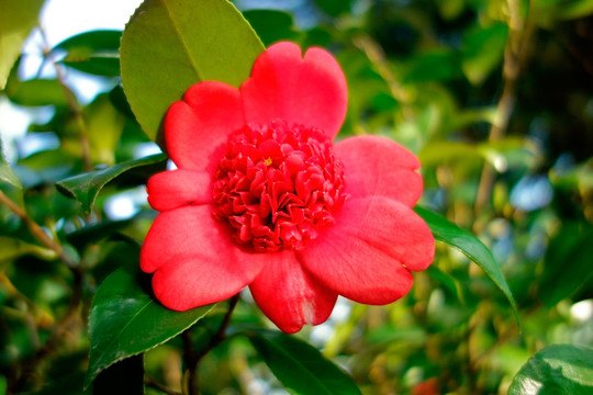 金盘荔枝 山茶花