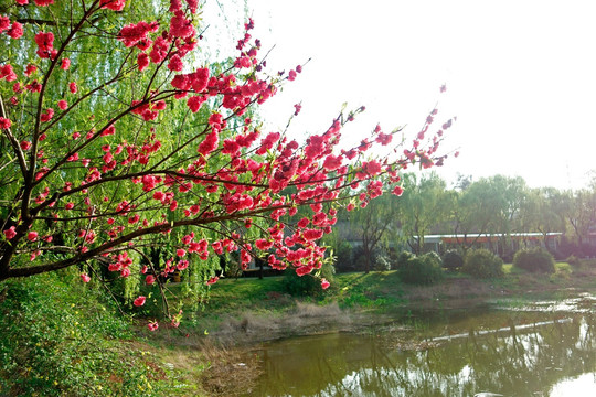 碧桃花 红色花