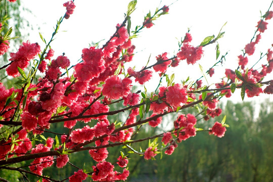 红色碧桃花