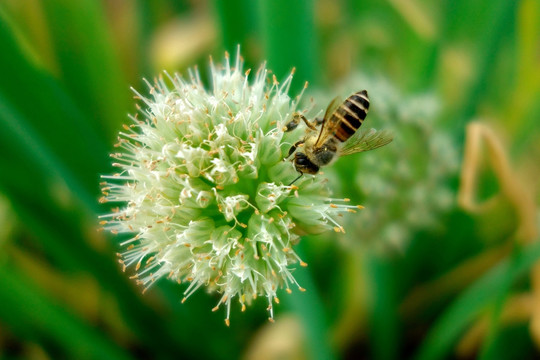 蜜蜂和葱花