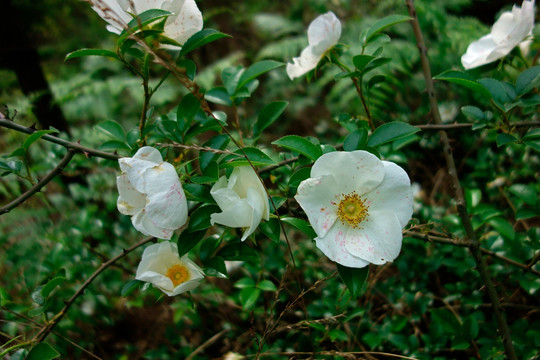 金樱子 刺榆子 白色花