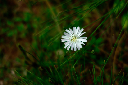 苦荬菜 白色花