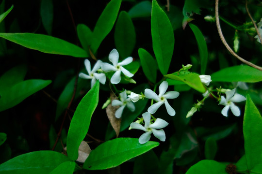 络石花 白花