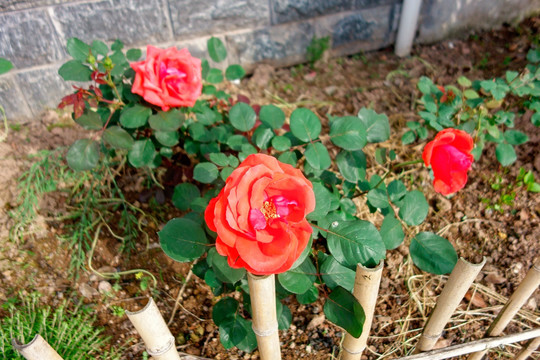 红色月季花 花圃园艺