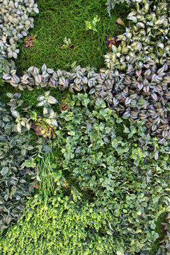 绿色植物墙 绿植 植物墙 花卉