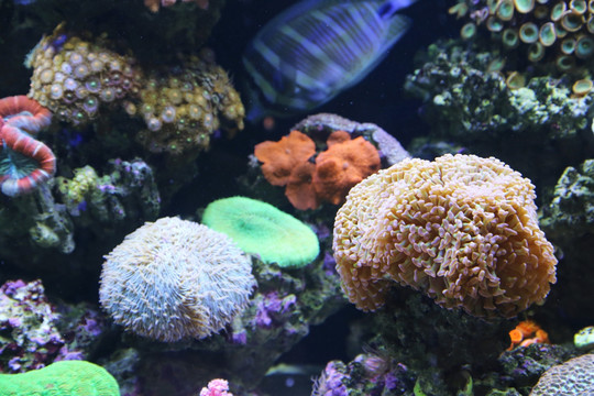 活体珊瑚海鲜世界生物