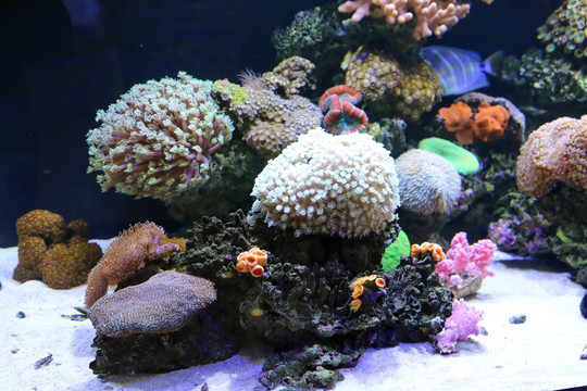 各种活体珊瑚水族箱