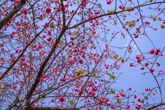 樱花树枝