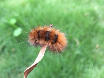 毛毛虫 昆虫 自然界 春天里 