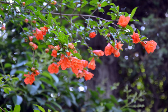 石榴花背景