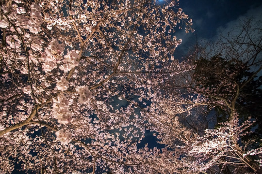 日本京都二条城绚烂夜樱