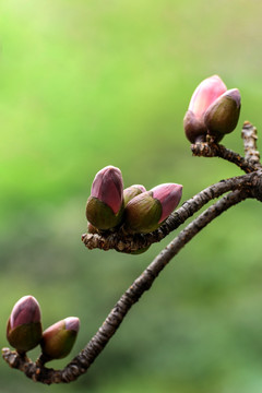 红棉花