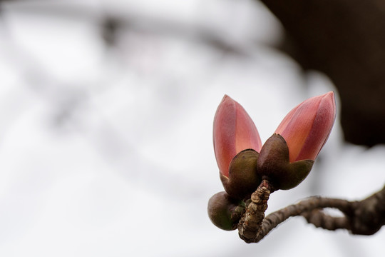 红棉花