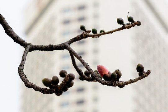 红棉花