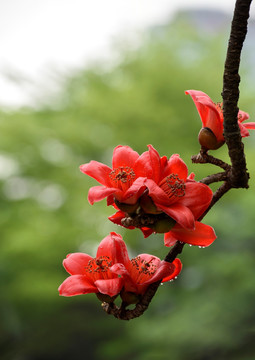 红棉花