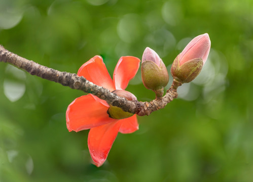 红棉花