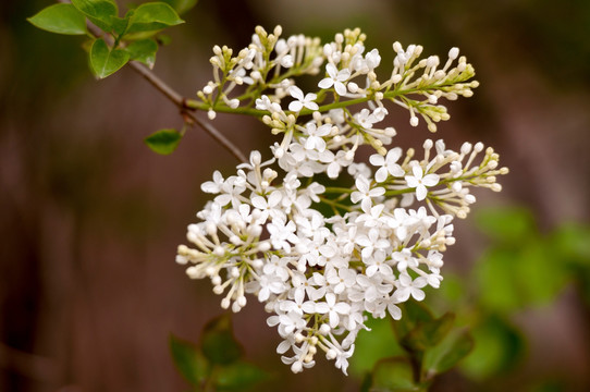 丁香花