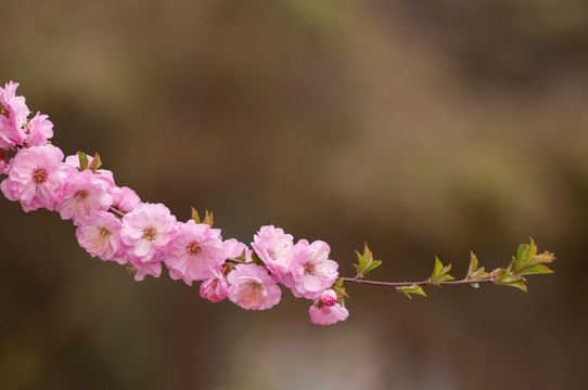 桃花