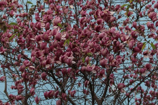 玉兰花怒放