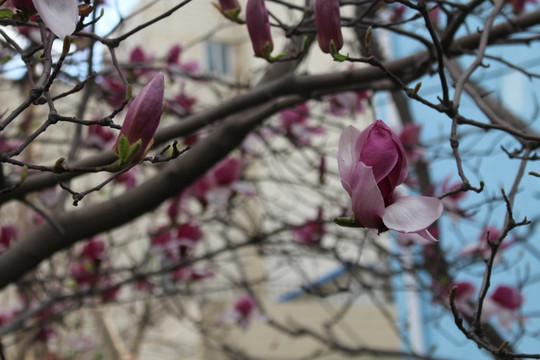 玉兰花枝