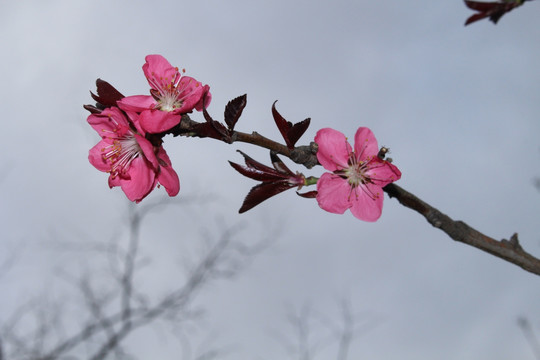 桃花枝