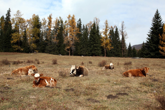 牛群 养牛场 突然牧场 肉牛
