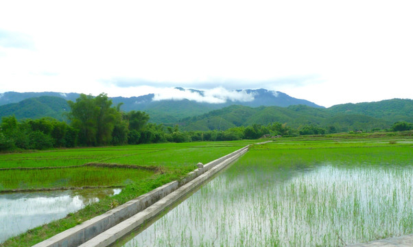 田野