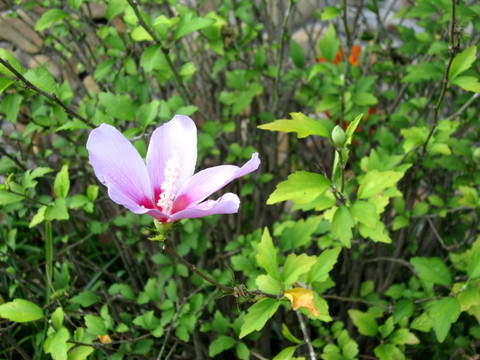 惠州南昆山植物高清摄影素材