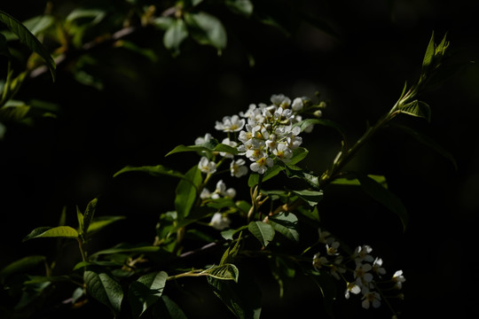 稠李子花