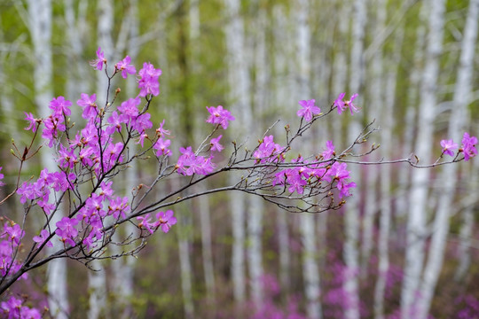 杜鹃花和白桦树