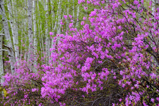 杜鹃花和白桦树